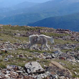 Quandary Peak (19).jpg